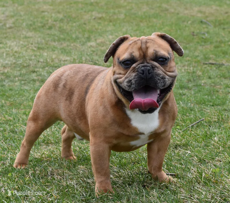 Rusty – French Bulldog puppy for sale in Middlebury, IN