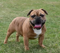 Rusty, a male French Bulldog for sale in Middlebury, IN – Photo 1 of 10