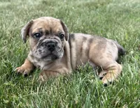Rusty, a male French Bulldog for sale in Middlebury, IN – Photo 2 of 8