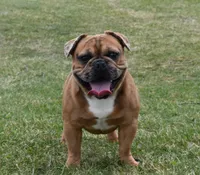 Rusty, a male French Bulldog for sale in Middlebury, IN – Photo 3 of 10