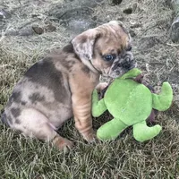 Rusty, a male French Bulldog for sale in Middlebury, IN – Photo 8 of 10