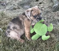 Rusty, a male French Bulldog for sale in Middlebury, IN – Photo 3 of 8