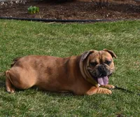 Rusty, a male French Bulldog for sale in Middlebury, IN – Photo 5 of 10