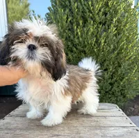 Thomas, a male Shih Tzu for sale in Middlebury, IN – 2 of 4