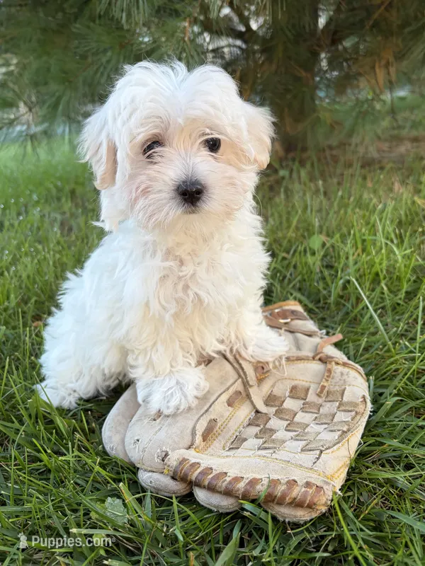 Gina – Maltese puppy for sale in Middlebury, IN