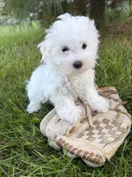 Fenton , a male Maltese for sale in Middlebury, IN – 5 of 5