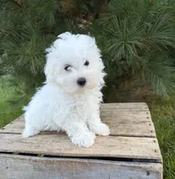 Fenton , a male Maltese for sale in Middlebury, IN – 4 of 5