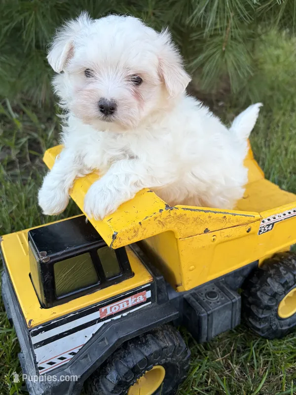 Gus – Maltese puppy for sale in Middlebury, IN