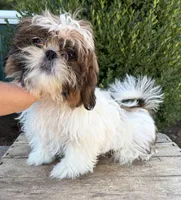 Tyler, a male Shih Tzu for sale in Middlebury, IN – 1 of 4