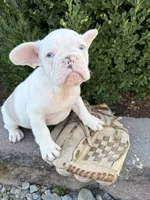 Dallas, a male French Bulldog for sale in Middlebury, IN – 3 of 3