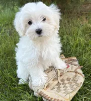 Fritz, a male Maltese for sale in Middlebury, IN – 2 of 5