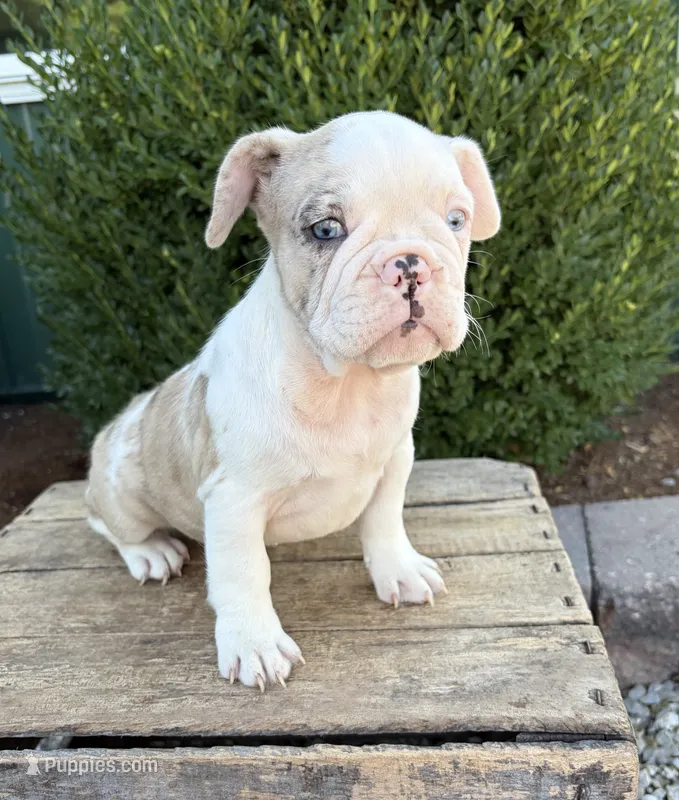Dina – French Bulldog puppy for sale in Middlebury, IN