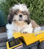 Thomas, a male Shih Tzu for sale in Middlebury, IN – 3 of 4