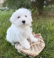 Flynn, a male Maltese for sale in Middlebury, IN – 4 of 4
