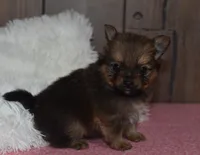 Brownie, a male Pomeranian for sale in Middlebury, IN – Photo 3 of 6