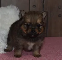 Brownie, a male Pomeranian for sale in Middlebury, IN – Photo 2 of 6
