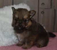 Brownie, a male Pomeranian for sale in Middlebury, IN – Photo 6 of 6