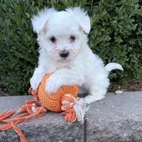 Eddie, a male Maltese for sale in Middlebury, IN – 4 of 4