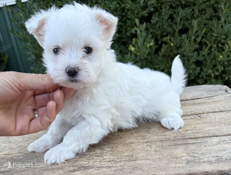 Enzo – Maltese puppy for sale in Middlebury, IN