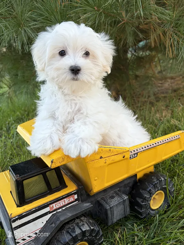 Fritz – Maltese puppy for sale in Middlebury, IN
