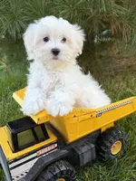Fritz, a male Maltese for sale in Middlebury, IN – 1 of 5