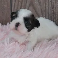 Kara, a female Shih Tzu for sale in Middlebury, IN – Photo 5 of 8