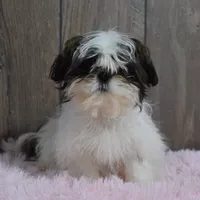 Kara, a female Shih Tzu for sale in Middlebury, IN – Photo 1 of 8