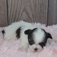 Kara, a female Shih Tzu for sale in Middlebury, IN – Photo 6 of 8
