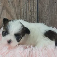 Kara, a female Shih Tzu for sale in Middlebury, IN – Photo 7 of 8