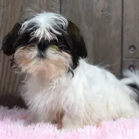 Kara, a female Shih Tzu for sale in Middlebury, IN – Photo 2 of 8