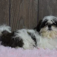 Kara, a female Shih Tzu for sale in Middlebury, IN – Photo 3 of 8