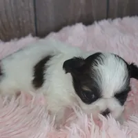 Kara, a female Shih Tzu for sale in Middlebury, IN – Photo 8 of 8