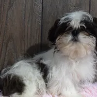 Kara, a female Shih Tzu for sale in Middlebury, IN – Photo 4 of 8