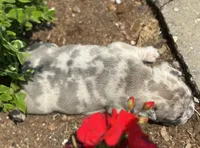 Rocco, a male French Bulldog for sale in Middlebury, IN – Photo 8 of 8