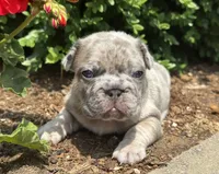 Rocco, a male French Bulldog for sale in Middlebury, IN – Photo 5 of 8