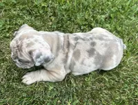 Rocco, a male French Bulldog for sale in Middlebury, IN – Photo 4 of 8