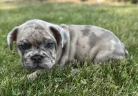 Rocco, a male French Bulldog for sale in Middlebury, IN – Photo 2 of 8