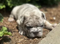 Rocco, a male French Bulldog for sale in Middlebury, IN – Photo 7 of 8