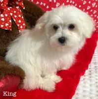 processed/dce86e4c-490c-4e94-9af8-0a9e9d1dec30/listing/4c05d8b2-9b6a-48e2-b5f5-ac69b924f885/12744938-8c8d-4076-9c9e-f2c3a728b6f3