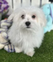 processed/dce86e4c-490c-4e94-9af8-0a9e9d1dec30/listing/4c05d8b2-9b6a-48e2-b5f5-ac69b924f885/3a1d849d-113c-40f4-a86a-e32564ccda37