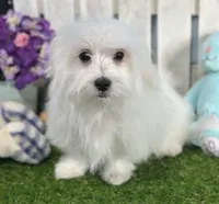 processed/dce86e4c-490c-4e94-9af8-0a9e9d1dec30/listing/4c05d8b2-9b6a-48e2-b5f5-ac69b924f885/51a1c6fa-fcdf-4982-a8b9-24708aaf1d74