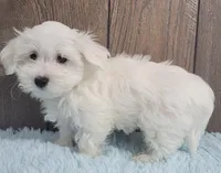 processed/dce86e4c-490c-4e94-9af8-0a9e9d1dec30/listing/4ce0d1b6-5014-40ad-98a5-d166ac86e76d/6ba1008f-b94f-45ef-a53a-53d9c36b7281