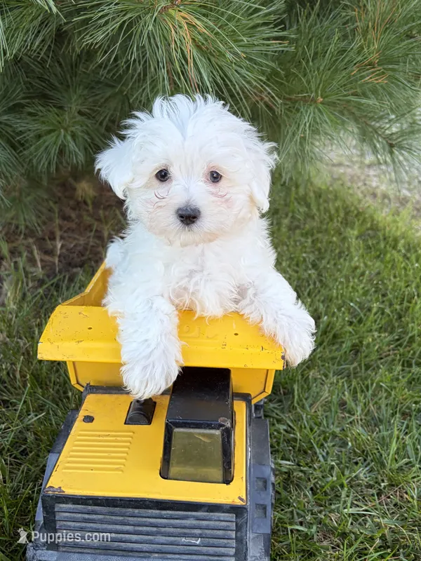 Eddie – Maltese puppy for sale in Middlebury, IN