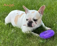 Angel, a female French Bulldog for sale in Middlebury, IN – Photo 1 of 2