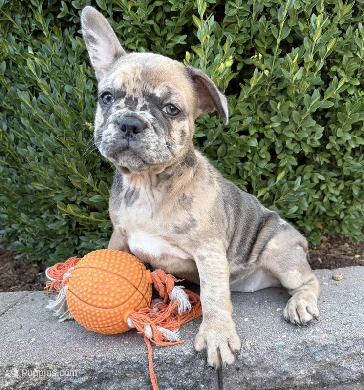Dixie – French Bulldog puppy for sale in Middlebury, IN