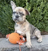 Dixie, a female French Bulldog for sale in Middlebury, IN – 1 of 4