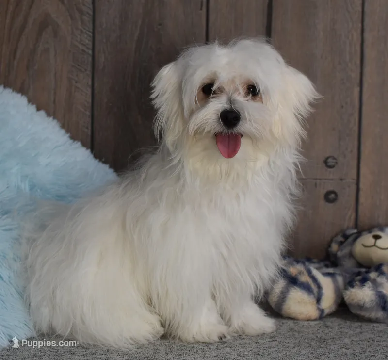 Billy – Maltese puppy for sale in Middlebury, IN
