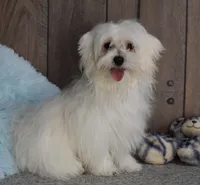 Billy, a male Maltese for sale in Middlebury, IN – Photo 1 of 10