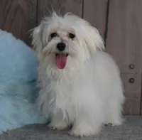 Billy, a male Maltese for sale in Middlebury, IN – Photo 3 of 10