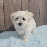 Billy, a male Maltese for sale in Middlebury, IN – Photo 8 of 10